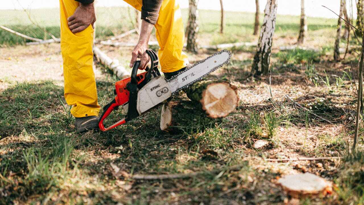  Rushford, MN TreeGuard Tree Service Pros